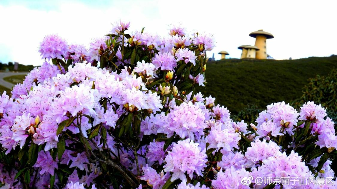 24小时快手自助点赞商城：快手点赞新技巧获赞快速提升秘诀